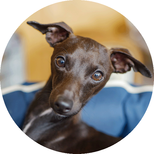 Rebel, Andrew Hewitt’s Italian Greyhound and Little Rebel namesake