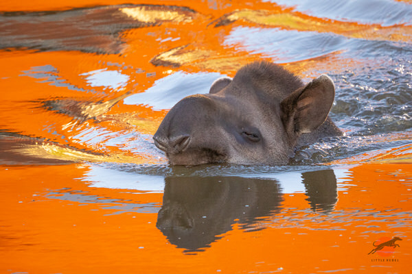 Brazilian tapir swimming through orange reflections on the water