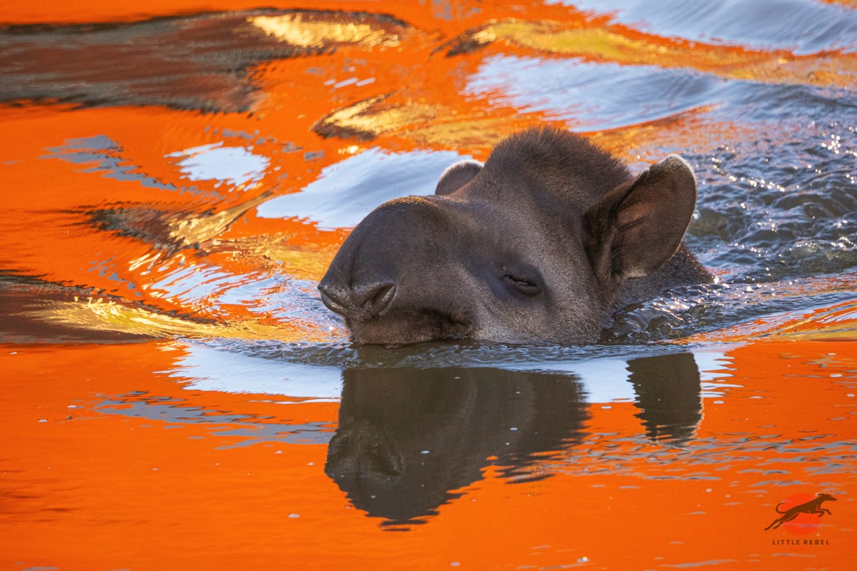 Brazilian tapir swimming through orange reflections on the water