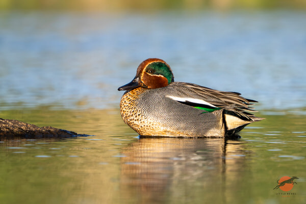 Male Eurasian teal resting on the water at Driffield