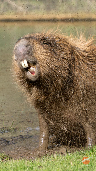 Capybara looking blissfully happy while splashing and shaking water from its fur