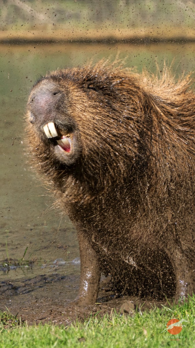 Capybara looking blissfully happy while splashing and shaking water from its fur