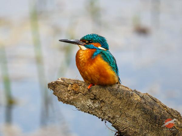 Kingfisher perched at Tophill Low Nature Reserve