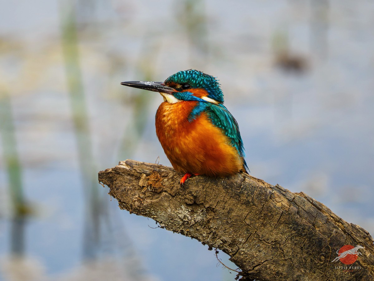 Kingfisher perched at Tophill Low Nature Reserve