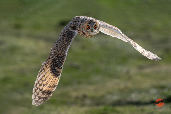 Long-eared owl flying low over grass with wings outstretched