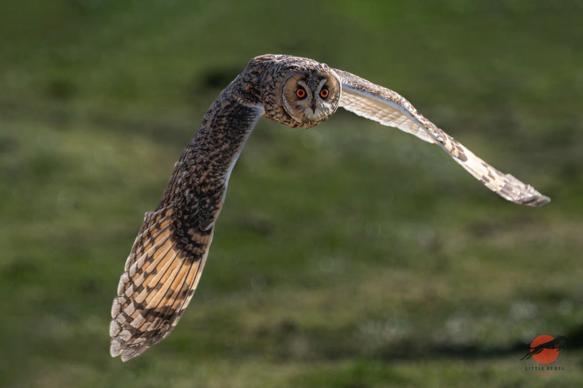 Long-eared owl flying low over grass with wings outstretched