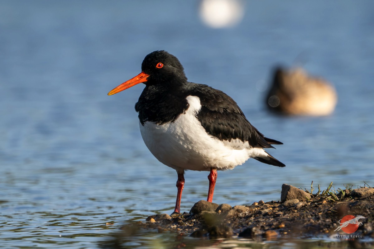 Oystercatcher standing at the water’s edge in East Yorkshire