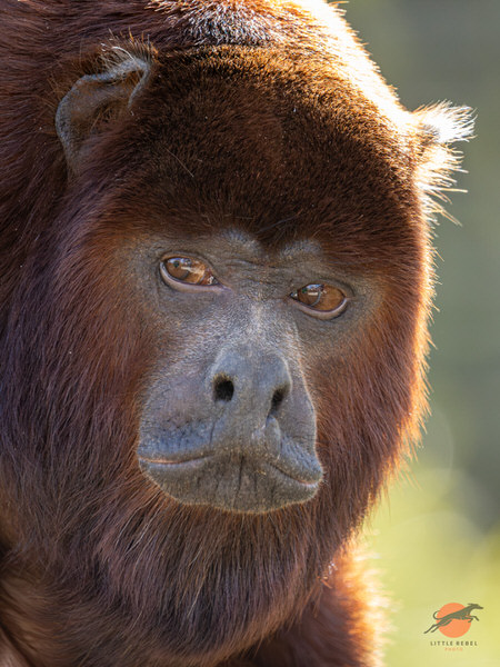 Close-up portrait of a red howler monkey in warm backlight