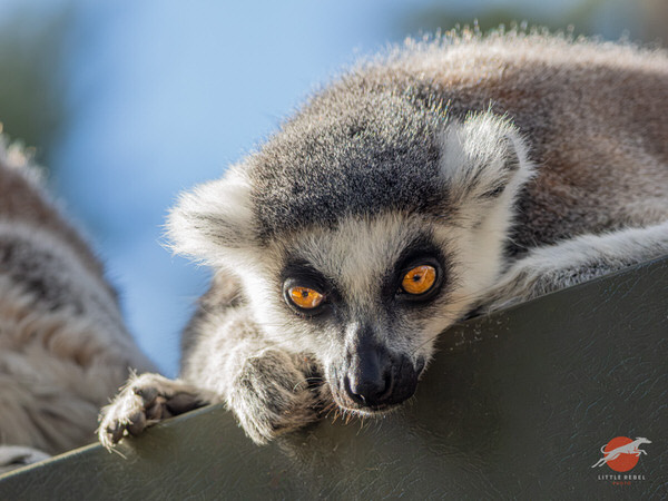 Ring-tailed lemur resting its head and paws on a ledge