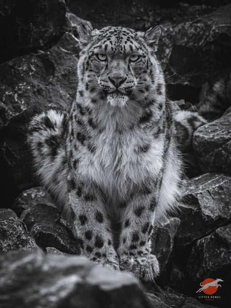 Black-and-white portrait of a snow leopard staring from among rocks