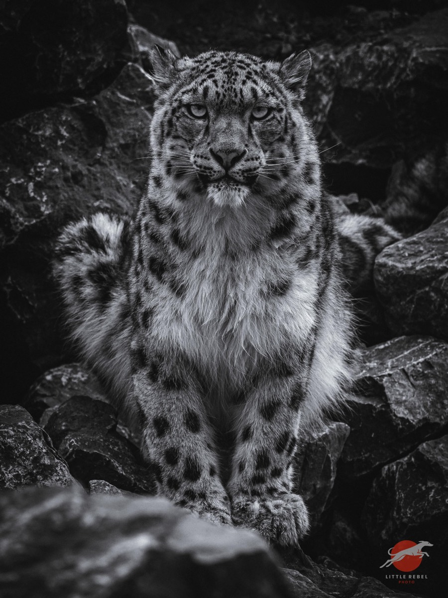Black-and-white portrait of a snow leopard staring from among rocks