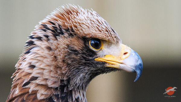 Close-up profile of a steppe eagle
