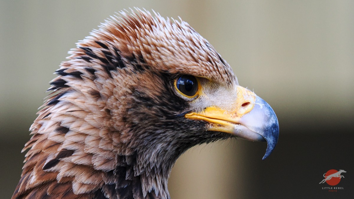 Close-up profile of a steppe eagle
