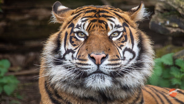 Front-facing portrait of a Sumatran tiger looking directly at the camera